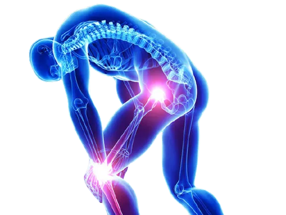 Knee Joint