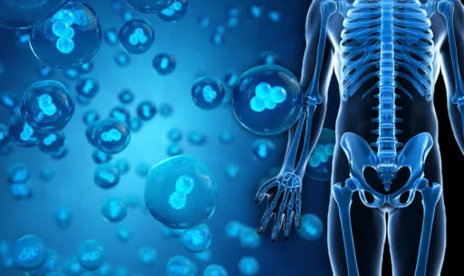 Illustration of bone-marrow derived stem cells
